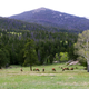 Steven Polletta / Elk herd